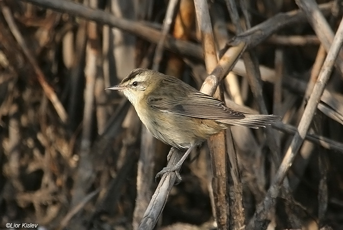   Sedge Warbler  Acrocephalus schoenobaenus             ,,  2009.:   